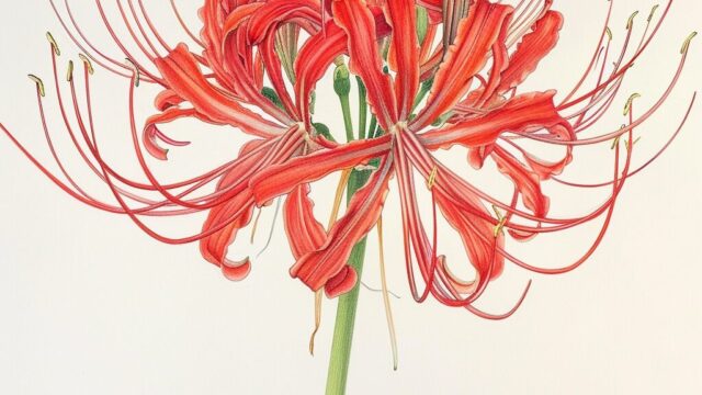 Red-spider-lily-coloring-book