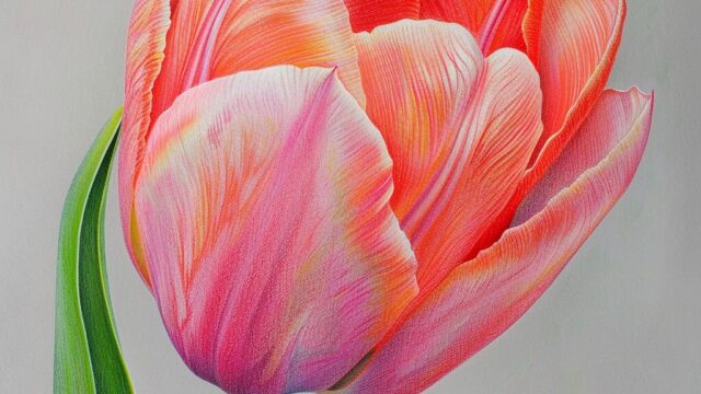 Tulip-coloring-book